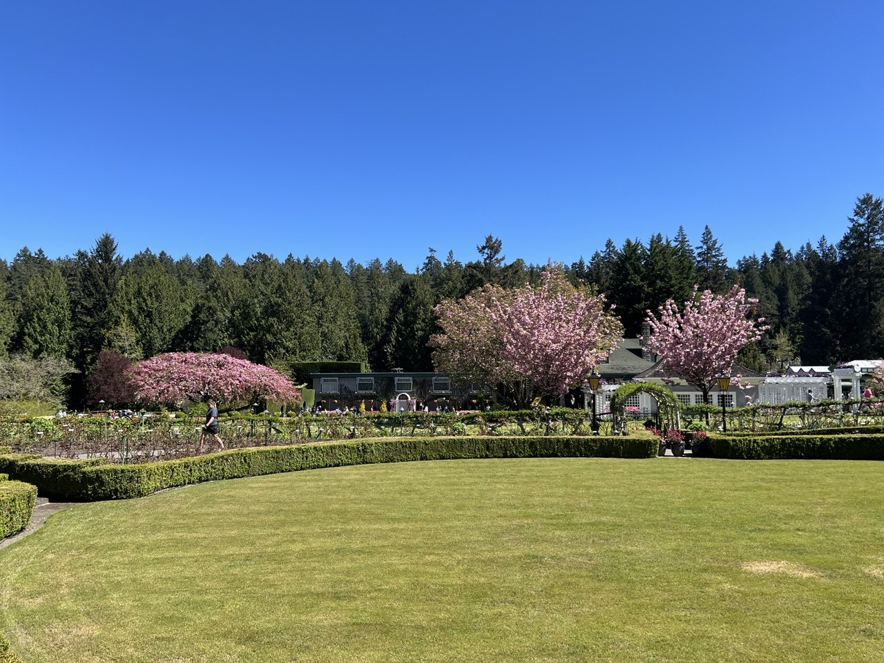 A formal garden with flowering trees beneath a clear blue sky in Victoria, BC.