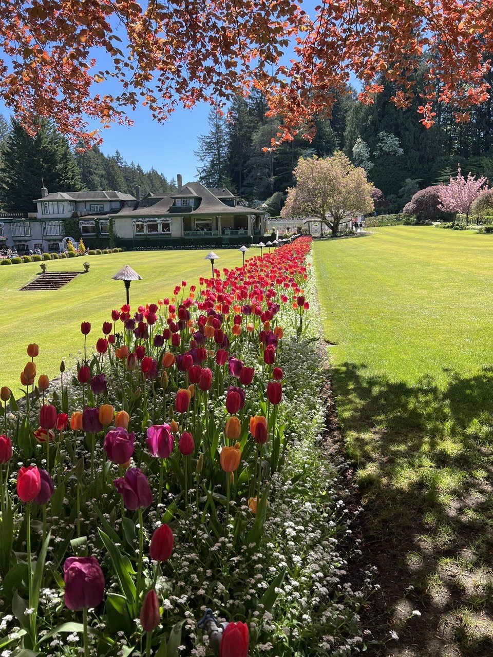 Rows of colorful tulips beside a green lawn in Victoria, BC.