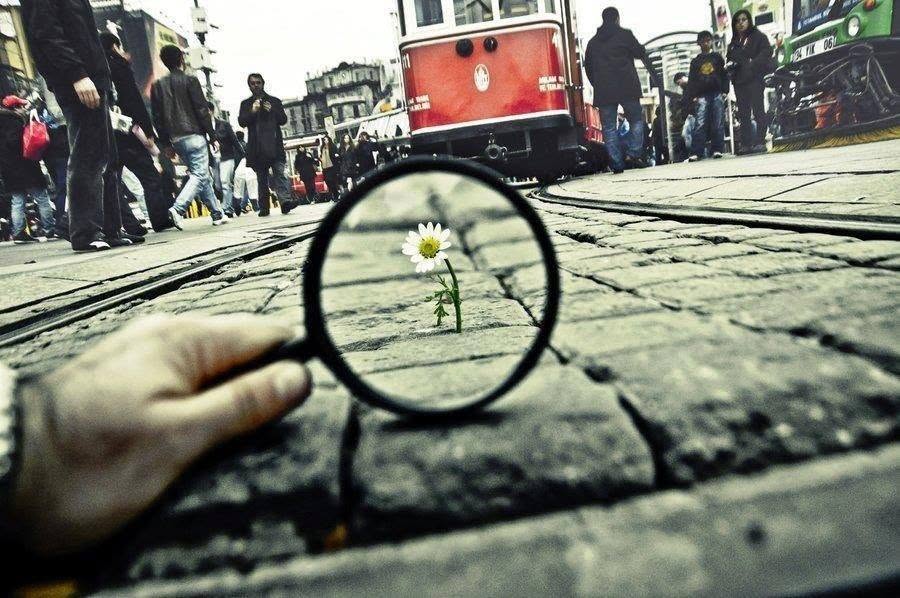 A small white flower seen through a magnifying glass on a busy city street.