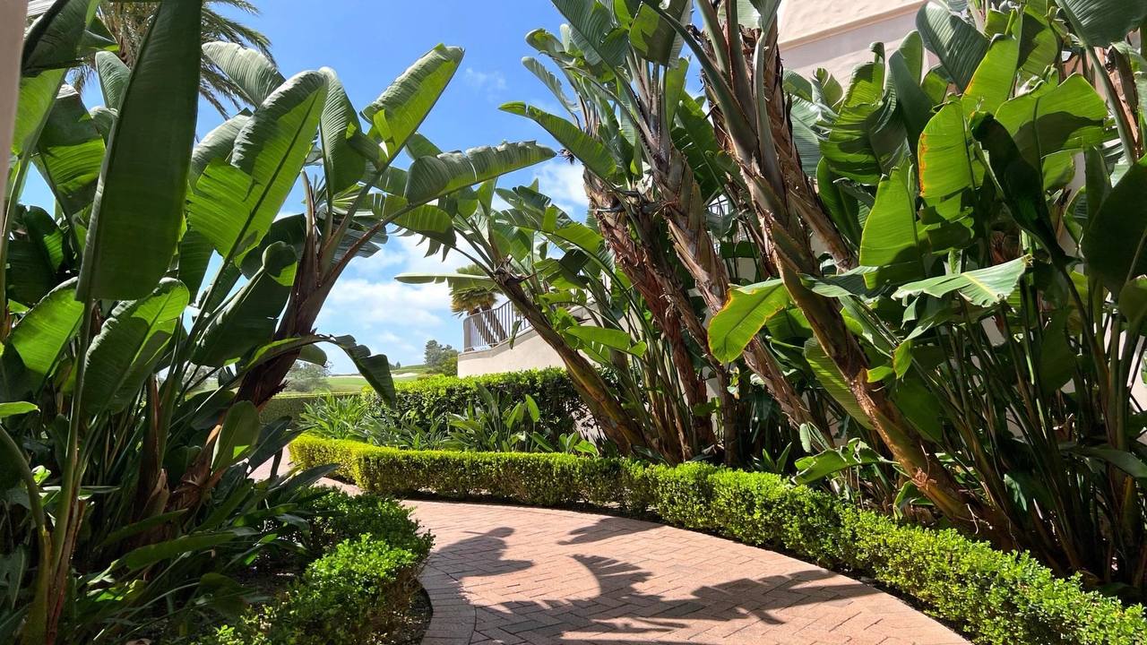 A sunlit path curving through dense tropical greenery.